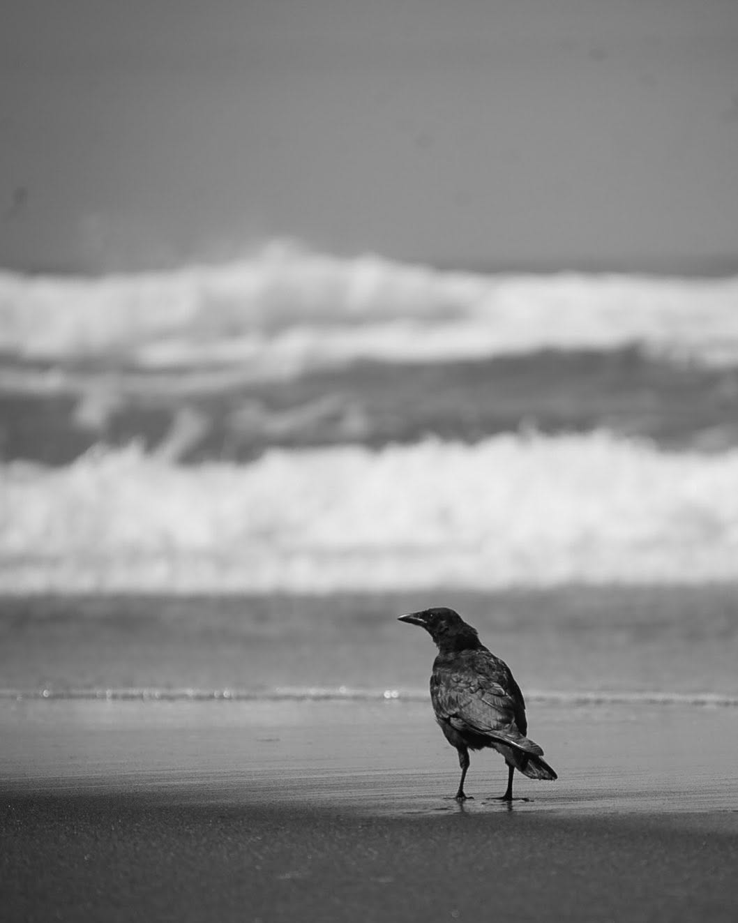 Crow on the beach, monochrome