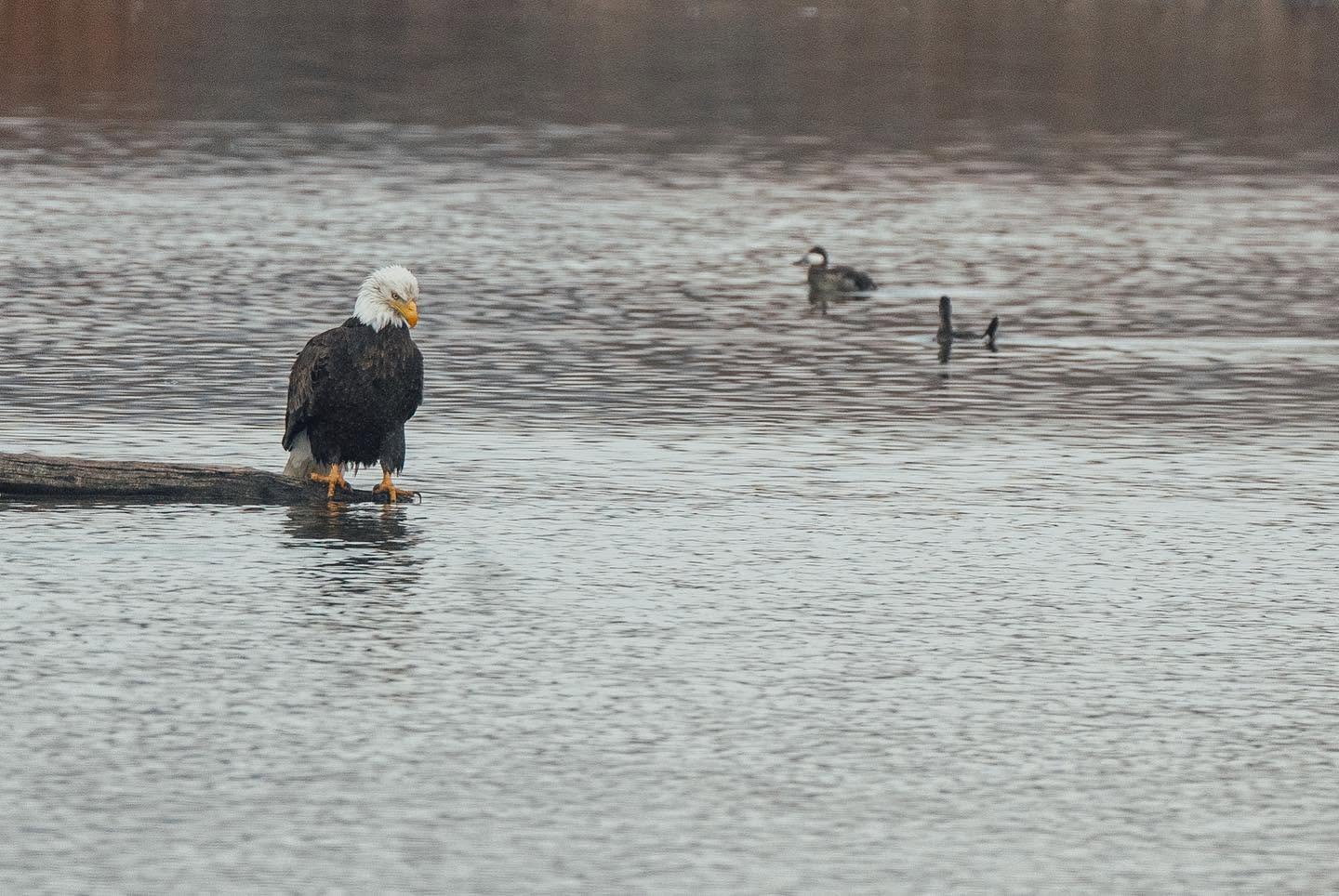 Bald eagle on driftwood