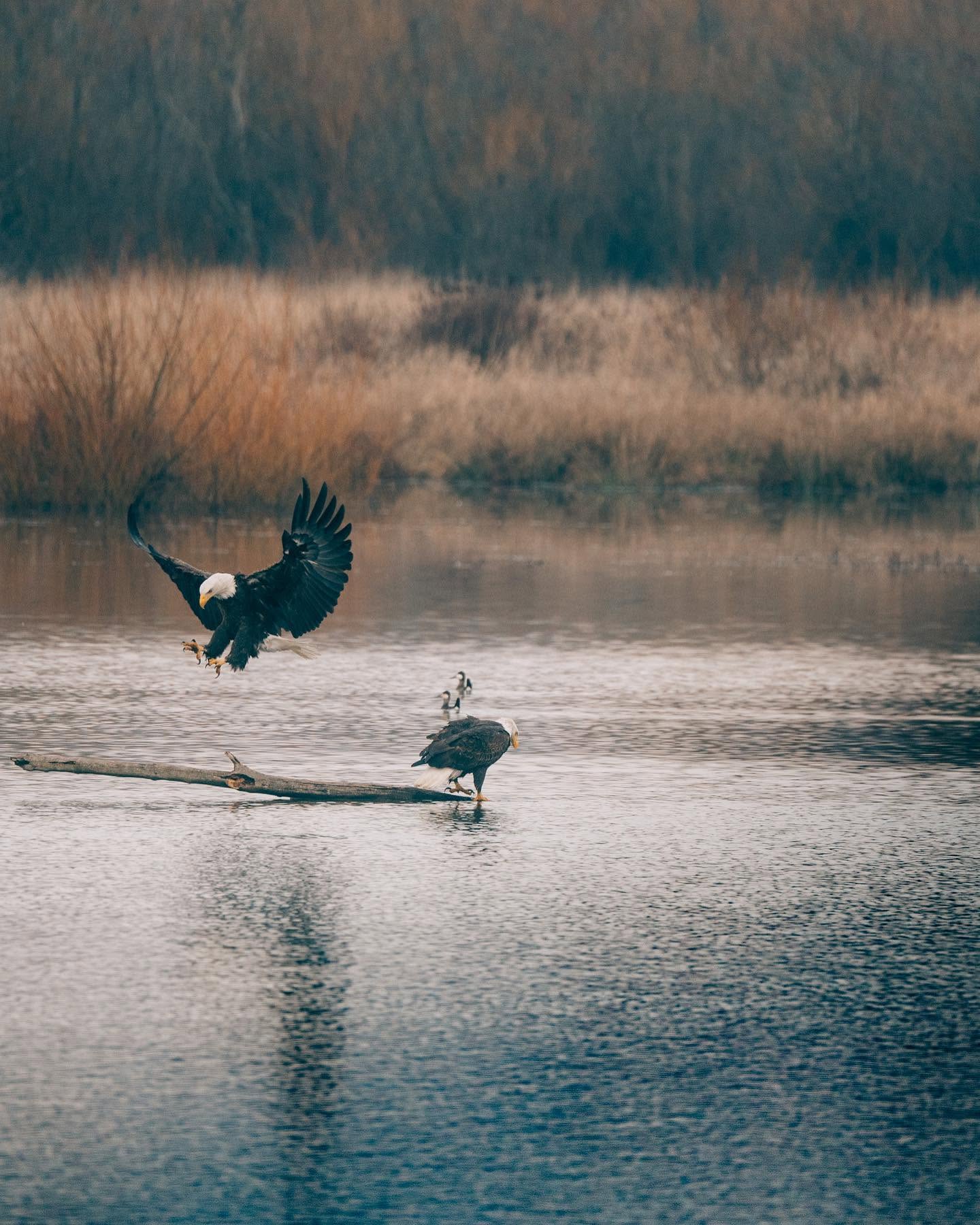 Bald eagles on a lake