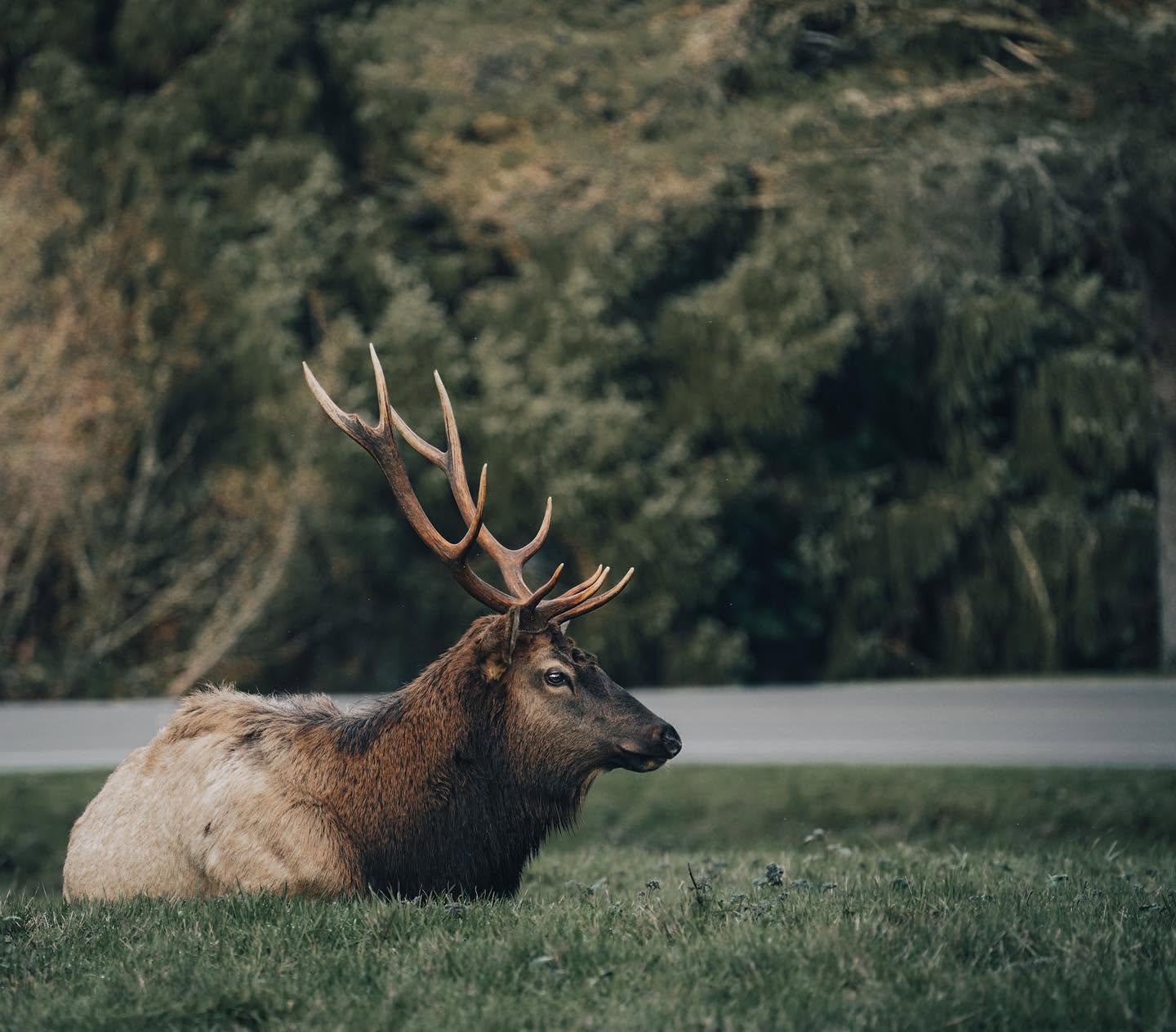 Bull elk resting