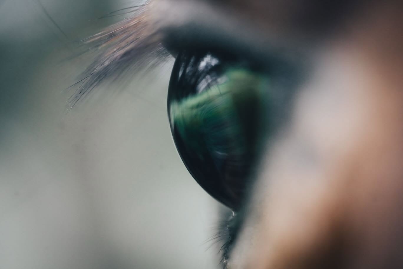 Close-up of an animal eye