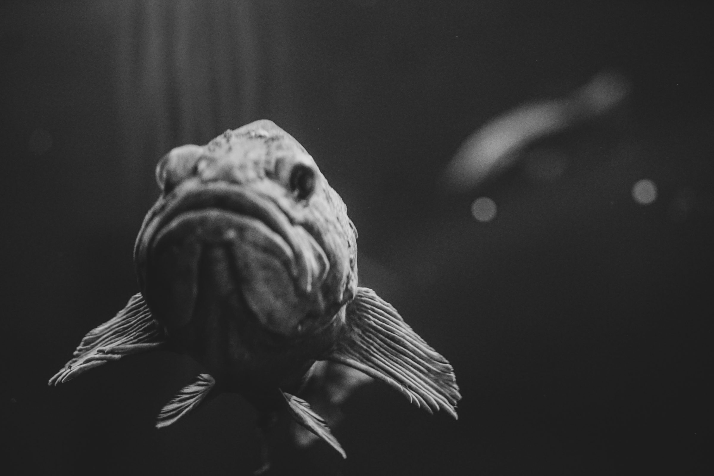 Close-up of a fish underwater, monochrome