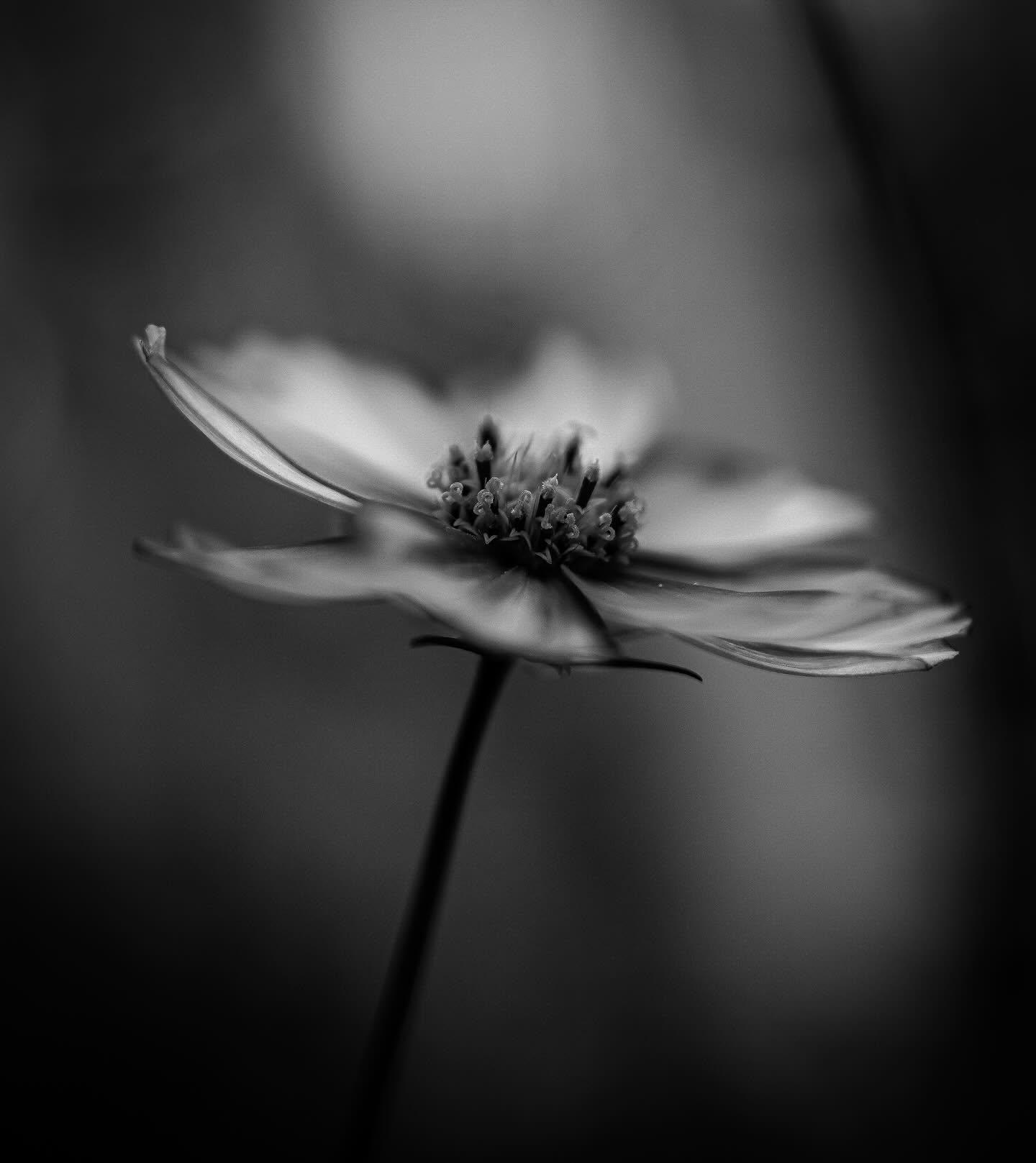 Flower macro, monochrome