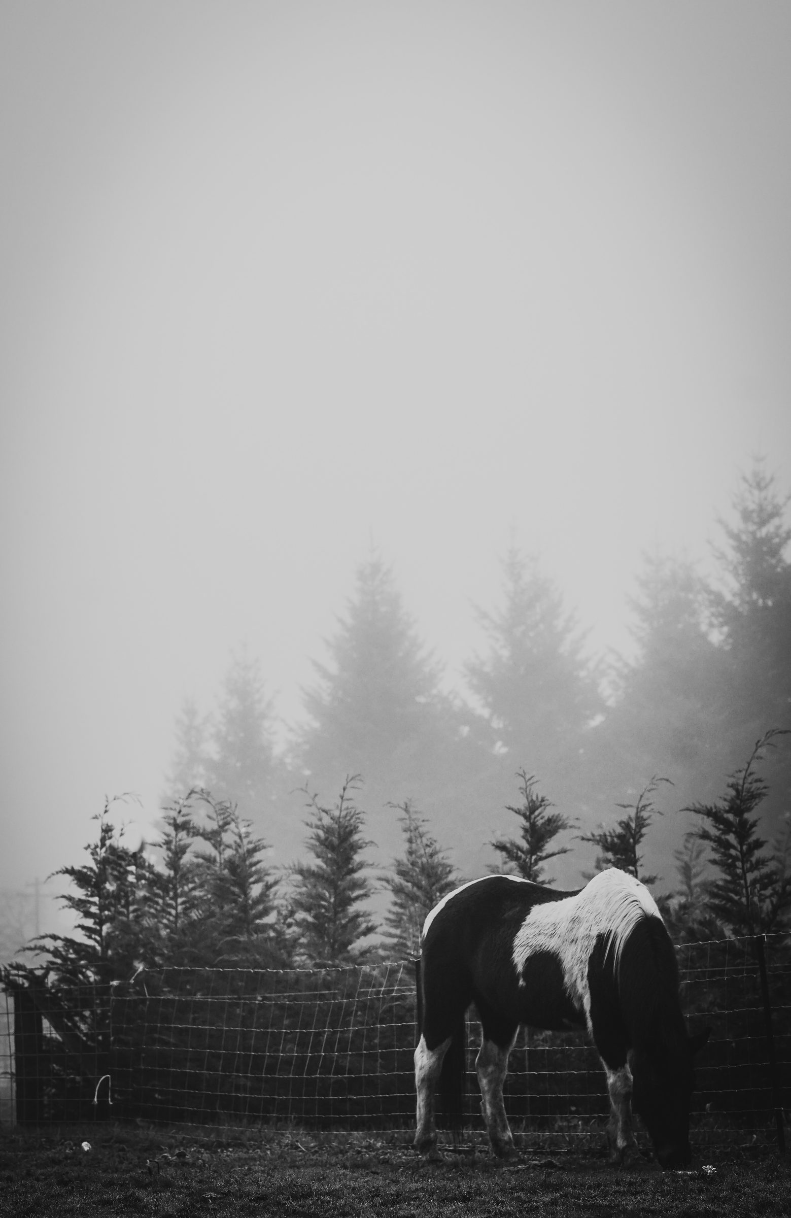 Horse in fog, monochrome