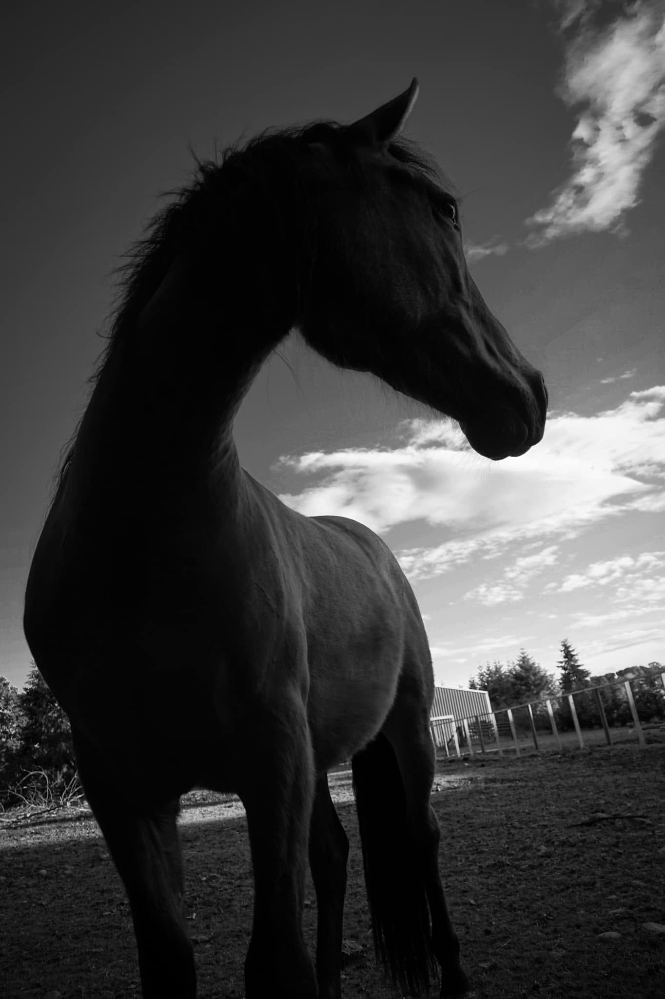 Silhouette of a horse against a dawn sky