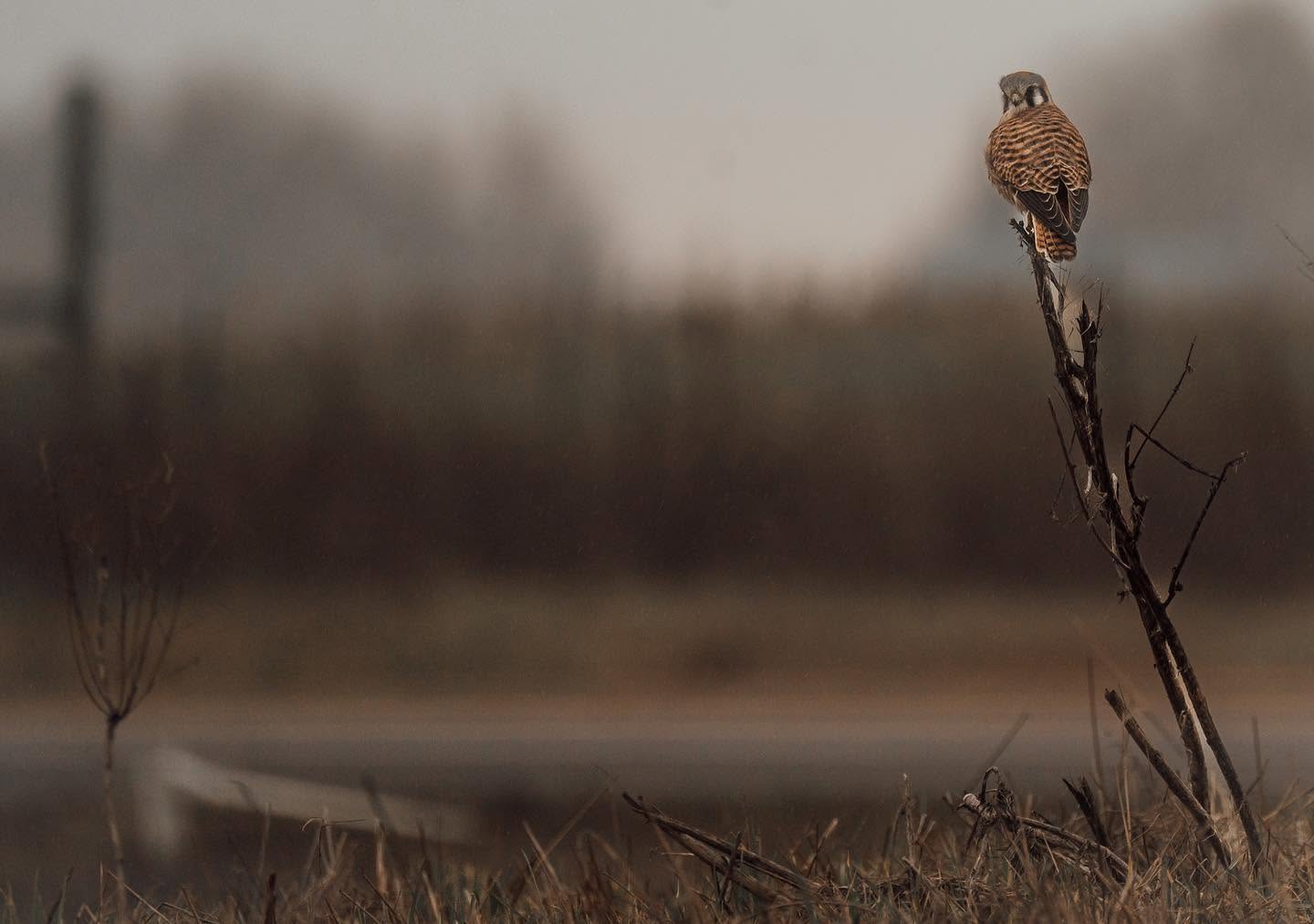 Kestrel on a branch