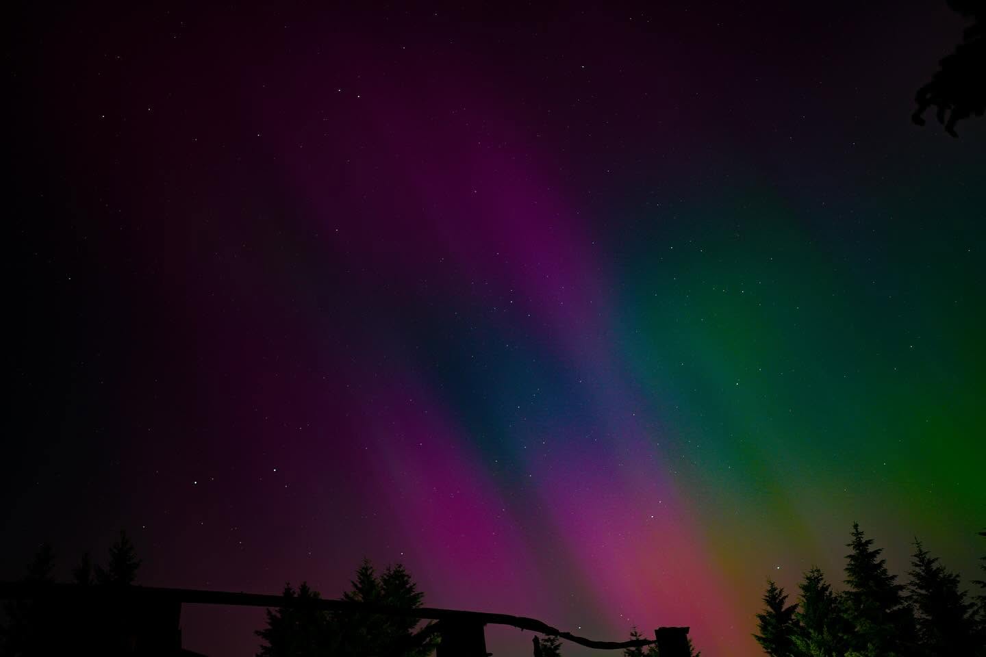 Aurora borealis over trees