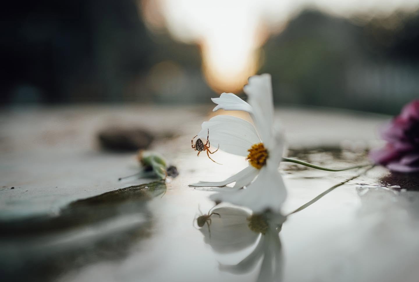 Spider on a flower