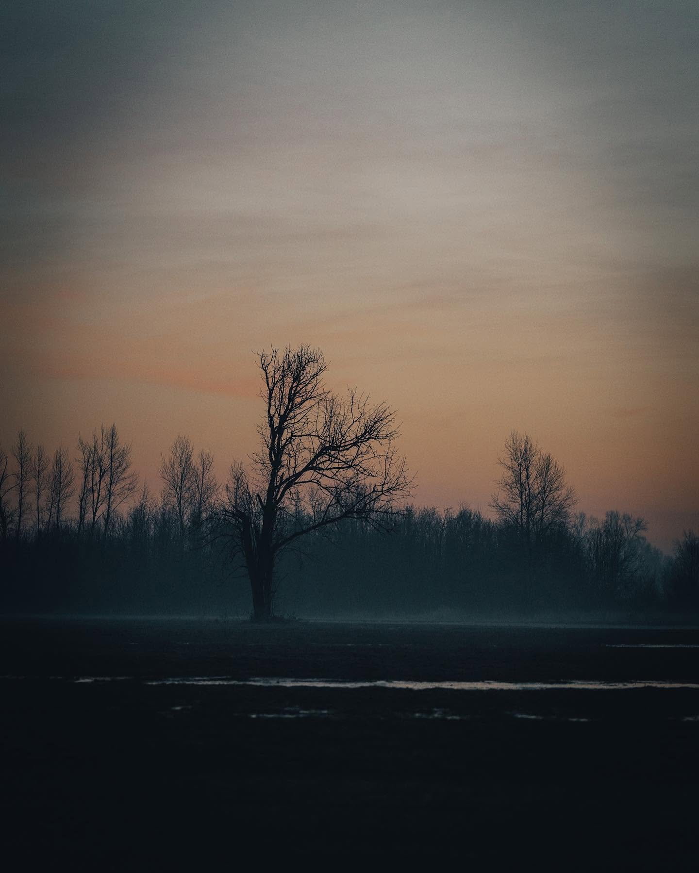 Lone tree at dusk